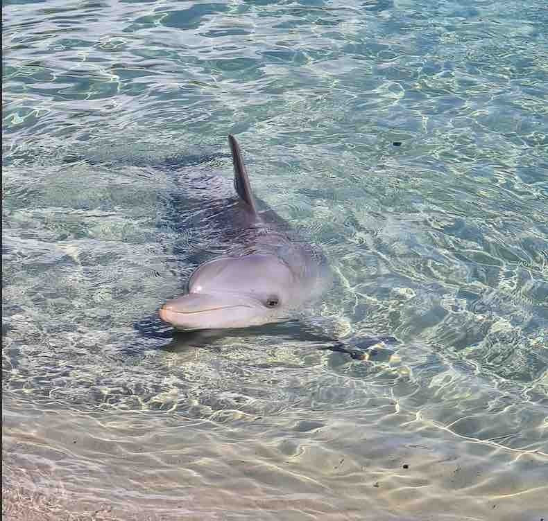 Le nombre de dauphins échoués sur les rivages du Pas-de-Calais augmente