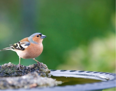 Comptage des oiseaux de jardin : comment participer le 27 et 28 janvier 2024 ?