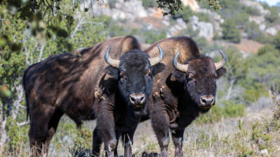 Le retour du bison d’Europe : Cet ingénieur des forêts reconquiert l’Espagne !