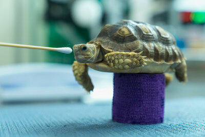 Les agrafes d’un soutien-gorge peuvent sauver des tortues blessées