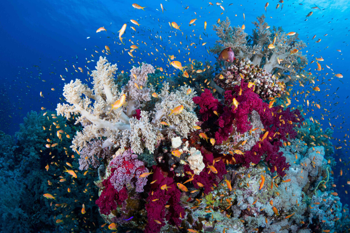Le désastre écologique du blanchissement des coraux sous les eaux surchauffées