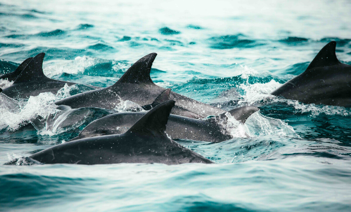 Des centaines de dauphins-pilotes échoués en Australie